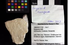 Foto (Objket + Etiketten) von Decapoda indet. 